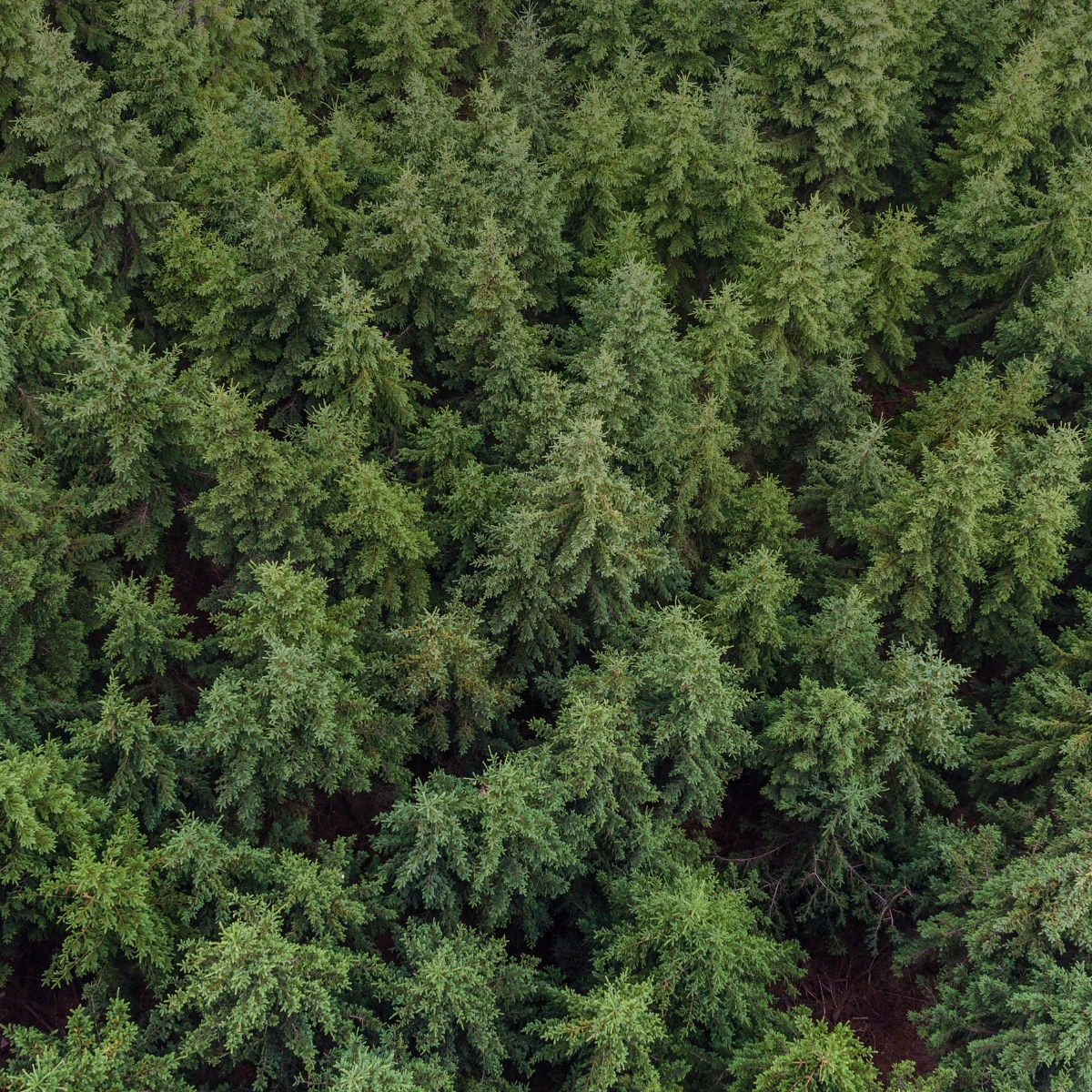 Modern-Asset-Ownership-with-ProspecTree
