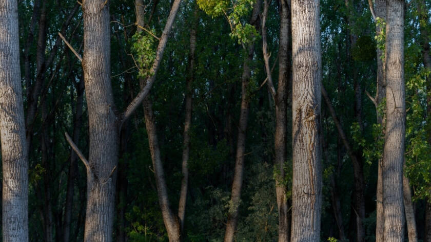 From-Green-Promises-to-Tree-Records-Why-Traceability-Is-Becoming-the-New-Standard