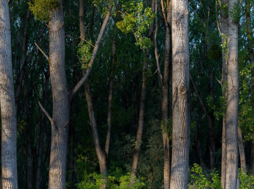 From-Green-Promises-to-Tree-Records-Why-Traceability-Is-Becoming-the-New-Standard