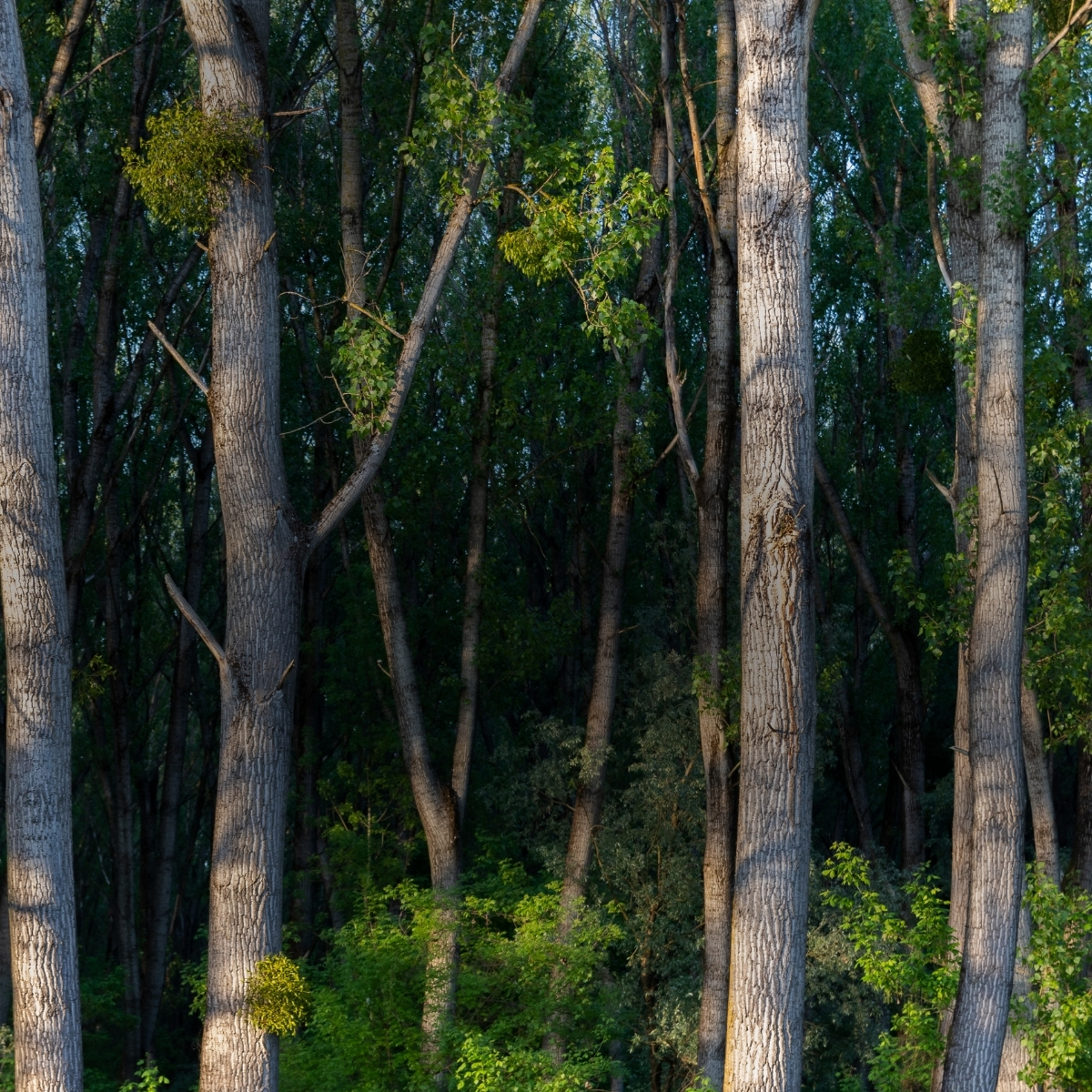 From-Green-Promises-to-Tree-Records-Why-Traceability-Is-Becoming-the-New-Standard