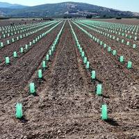 prospectree-advantage-plantation-locations