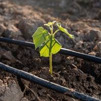 prospectree-advantage-tree-selection